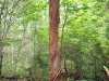 Snag near Summit Pond